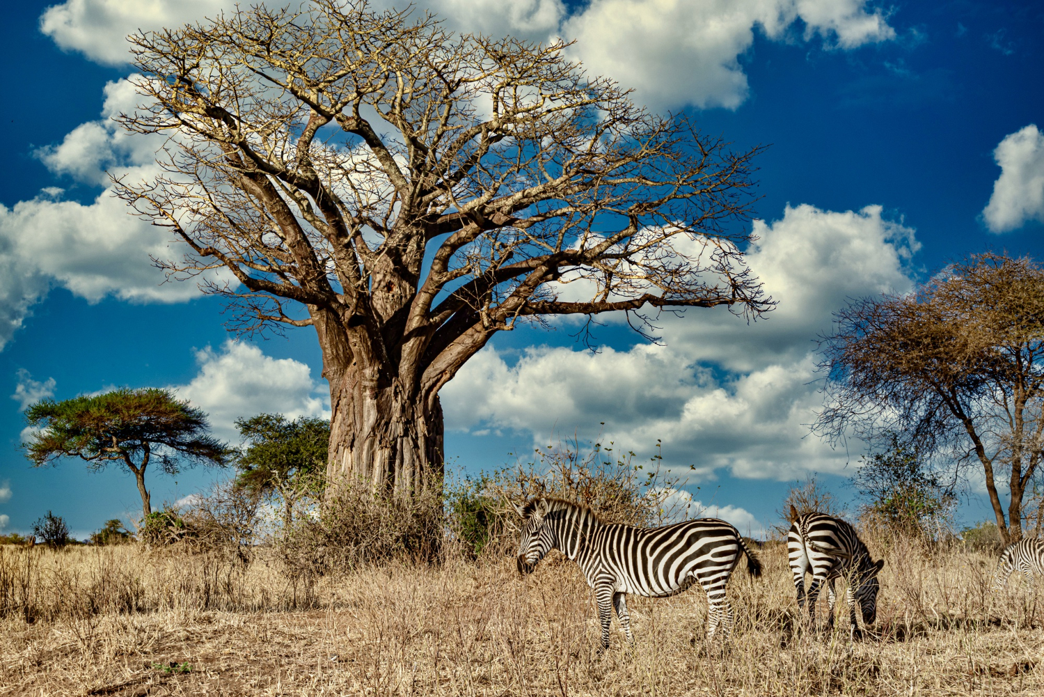 SOS SAVANE